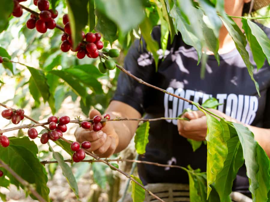 Coffee Tour in Antigua Guatemala - Key highlights at a glance