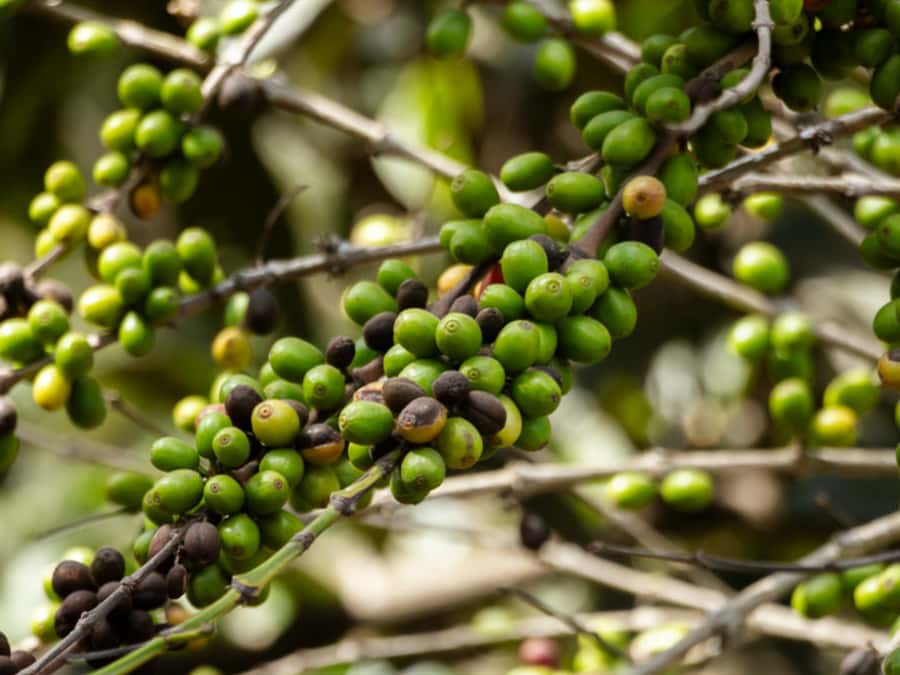 Coffee Tour in Antigua Guatemala - The working farm tour: planting, cutting, processing, and varieties