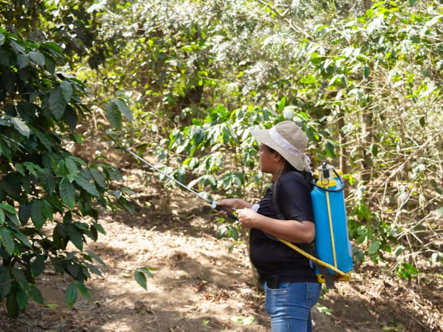 Coffee Tour in Antigua Guatemala - Ruta del Café and the Ciudad Vieja guided stop