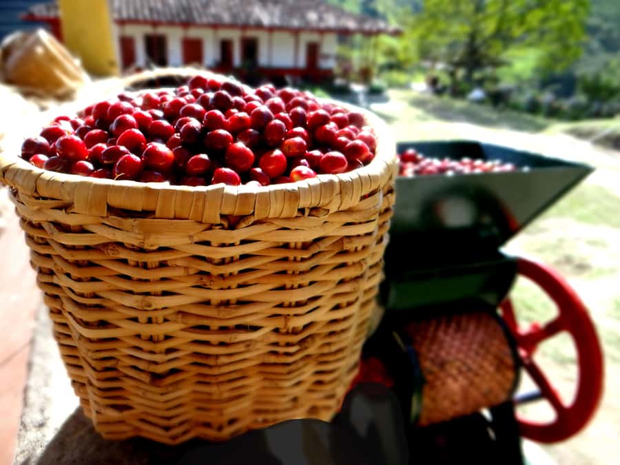 Coffee Tour Salento-Ocaso Farm- English Tour - Getting to the farm from Salento: 4 km, tertiary road, plan ahead