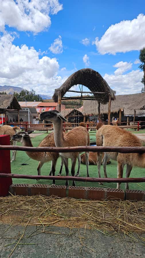 Cusco: Alpaca and Llama Farm Tour w/ Transfer & Weaving Demo - Key highlights to look for