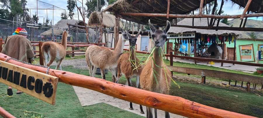 Cusco: Alpaca and Llama Farm Tour w/ Transfer & Weaving Demo - A short Cusco ride to a calmer, higher farm setting
