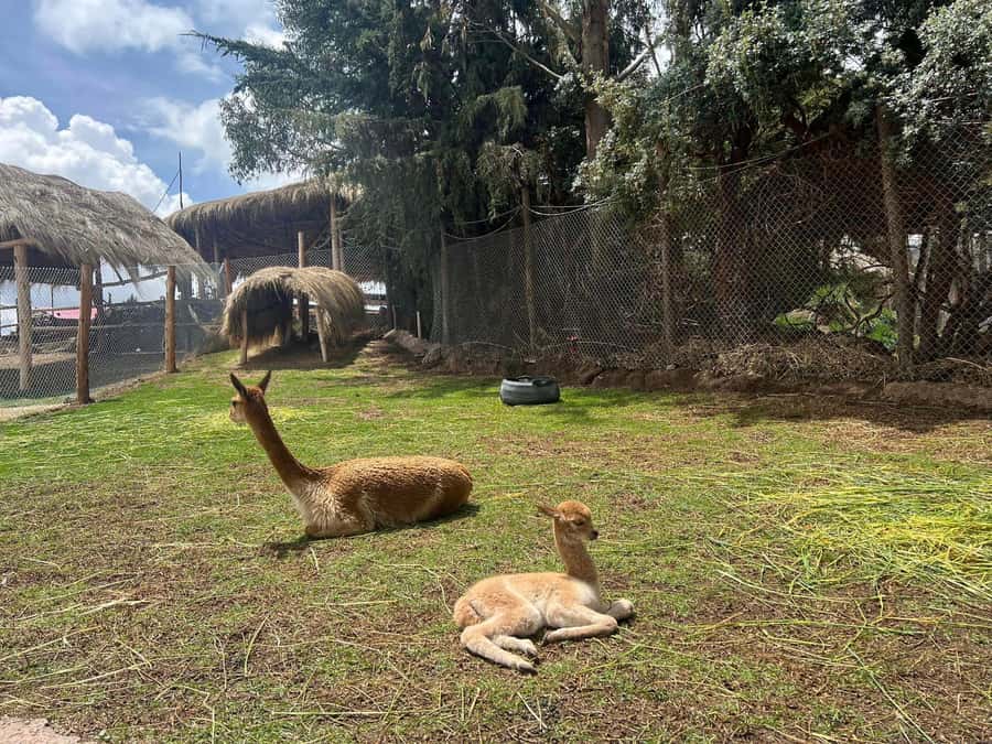 Cusco: Alpaca and Llama Farm Tour w/ Transfer & Weaving Demo - Why domestication and Inca-era camelids still matter