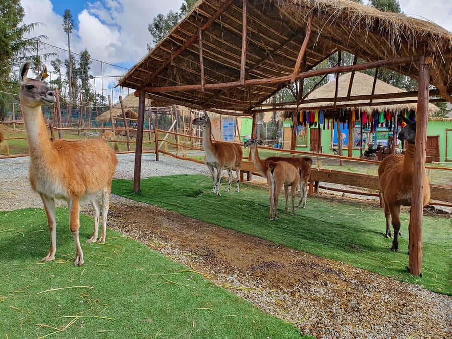 Cusco: Alpaca and Llama Farm Tour w/ Transfer & Weaving Demo - The pace: enough time for photos, plus a visit that works early in your trip