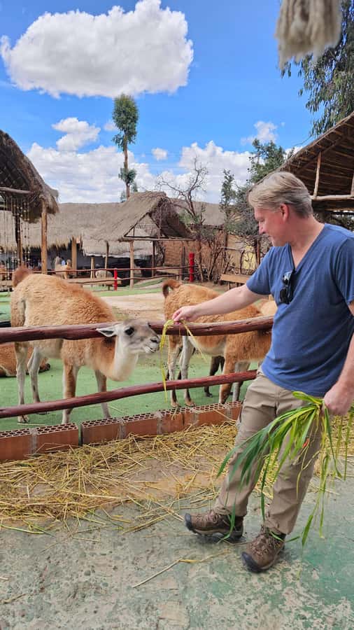 Cusco: Alpaca and Llama Farm Tour w/ Transfer & Weaving Demo - Alpacas, llamas, vicuñas, and huanacos: the animal lineup is the point