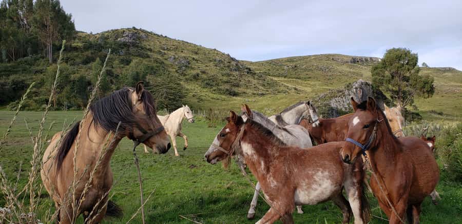 Cusco: Half-Day Horseback Riding at Devil's Balcony - Why Devil’s Balcony Plays So Well With Horses