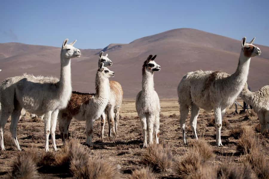 Excursion: Lagoon and National Reserve of Salinas and Aguada Blanca in Arequipa. - Key Things You’ll Notice on This Salinas y Aguada Blanca Day Trip