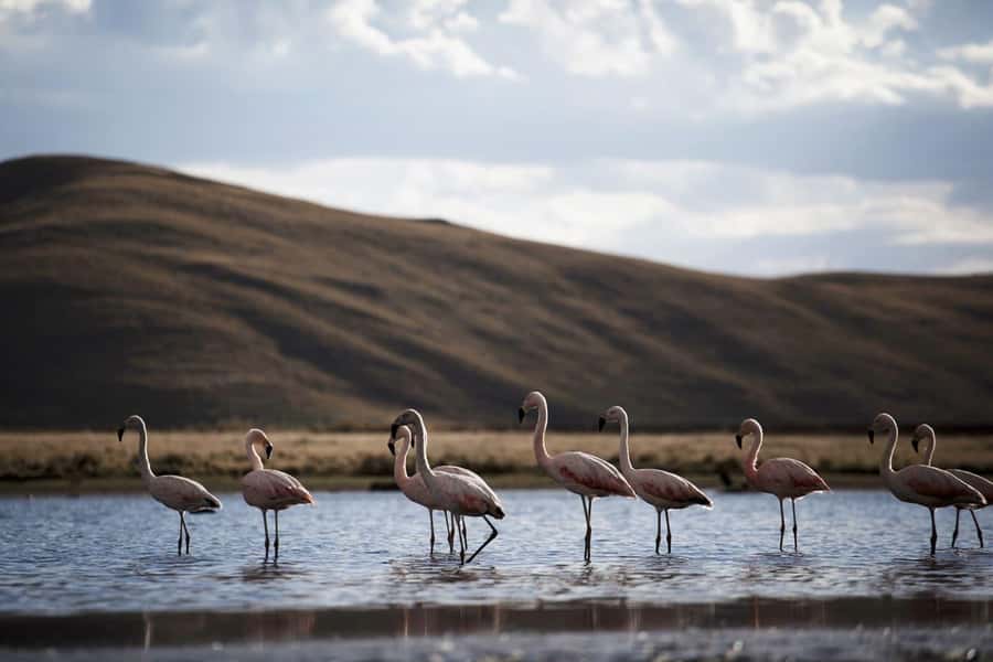 Excursion: Lagoon and National Reserve of Salinas and Aguada Blanca in Arequipa. - How a One-Day Trip Makes the Reserve Feel Real