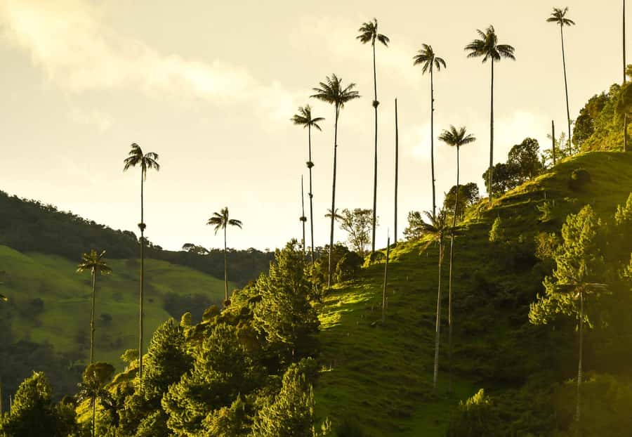 Filandia, Salento and Cocora Valley Private Tour - From your pickup to Cocora Valley: why the day starts early