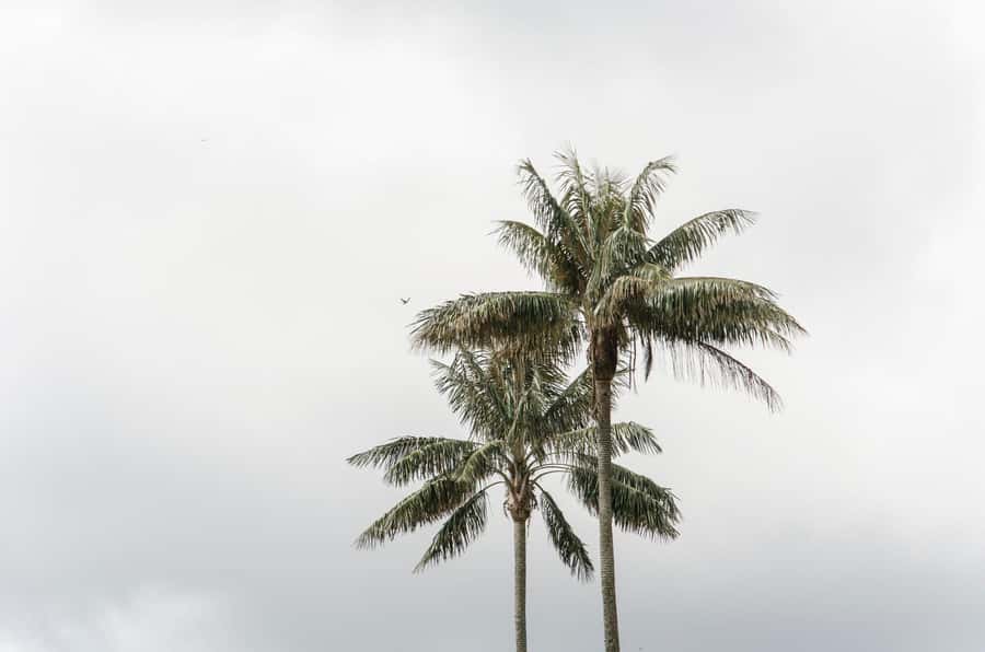 Filandia, Salento and Cocora Valley Private Tour - Price and value: is $152 per person worth it?