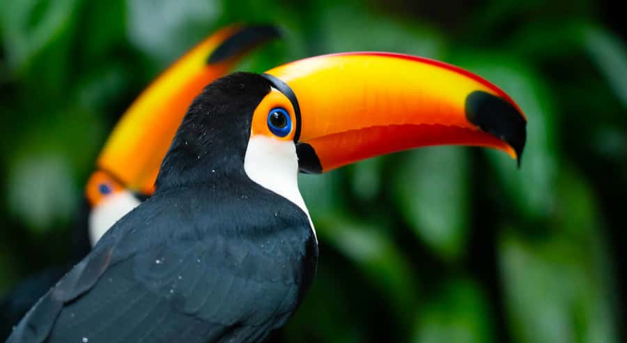 Foz do Iguaçu: Bird Park Tour with Tickets - Key things to know before you go