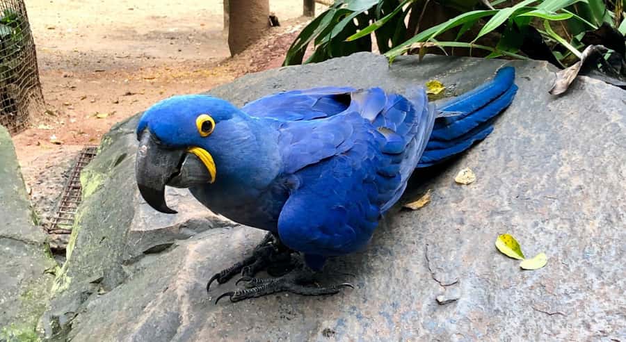Foz do Iguaçu: Bird Park Tour with Tickets - Parque das Aves in Foz do Iguaçu: what makes it special