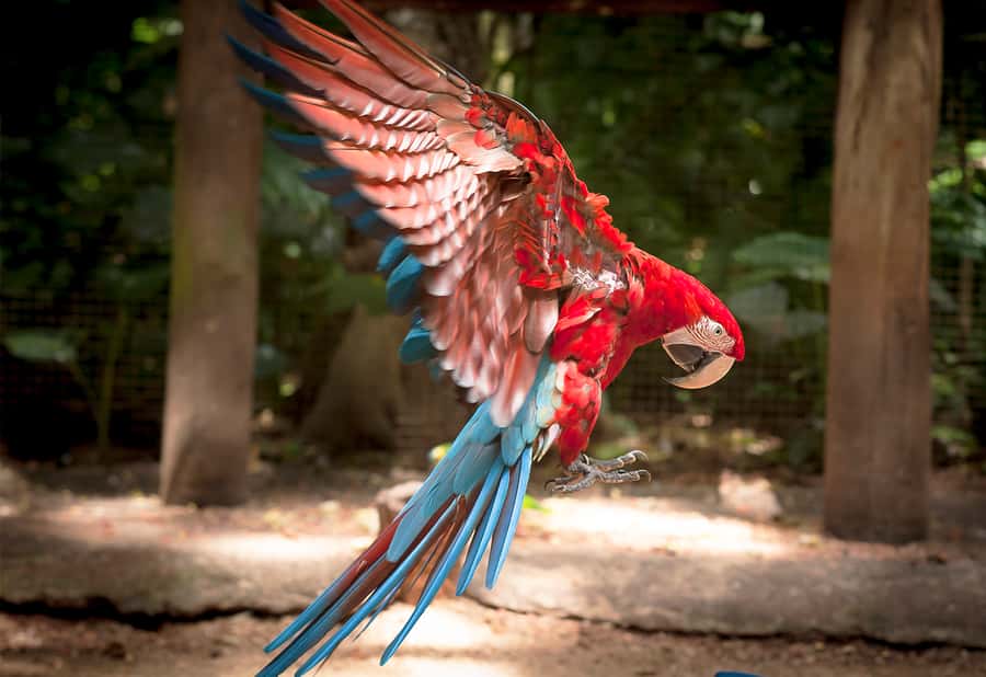 Foz do Iguaçu: Bird Park Tour with Tickets - Who this bird park tour suits best