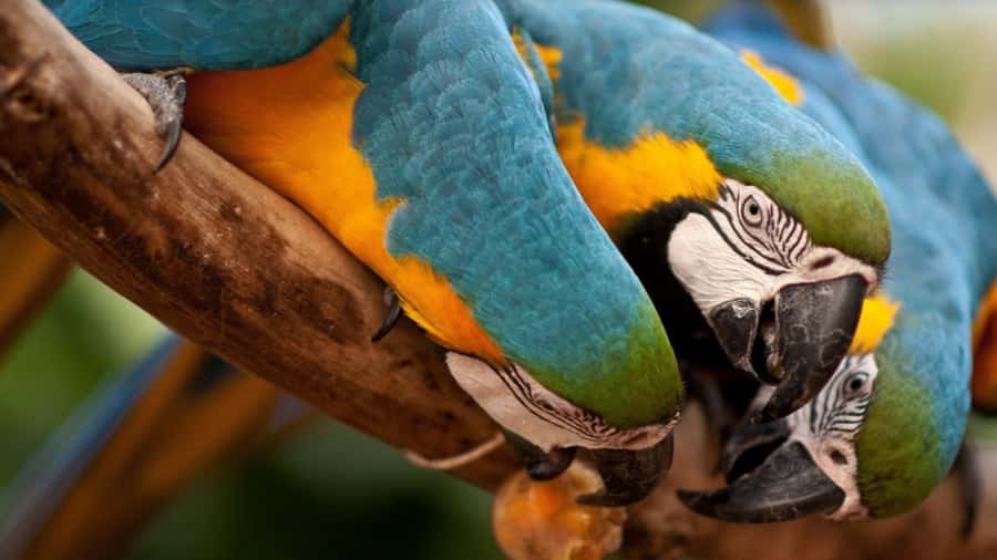 Foz do Iguaçu: Bird Park Tour with Tickets - Easy hotel pickup and shared transport that actually works