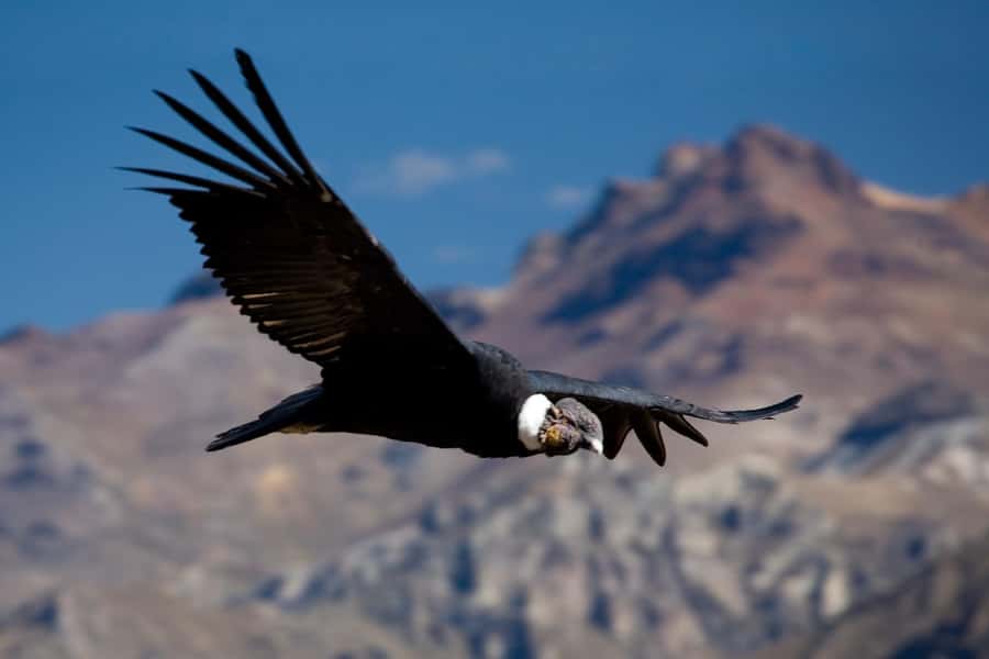 From Arequipa: Colca Canyon Full-Day Guided Tour with Meals - Buffet lunch in Chivay: where the Andean ingredients actually show up