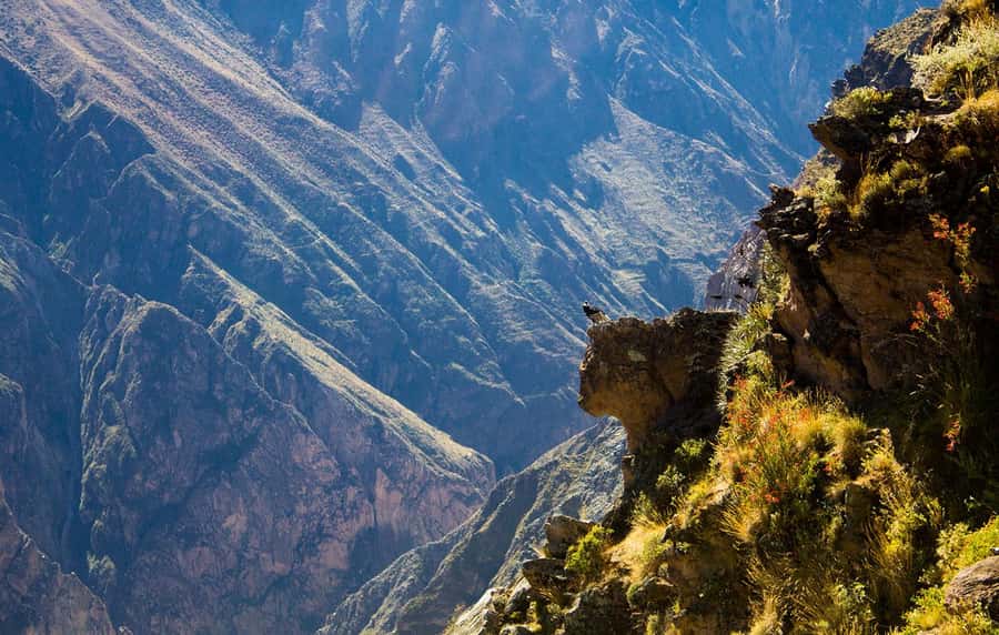 From Arequipa: Colca Valley & Thermal Baths Small-Group Trip - One day in the Colca Valley that actually fits a tight Arequipa visit