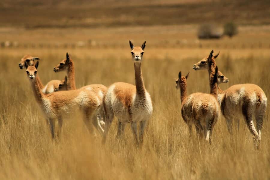 From Arequipa: Colca Valley & Thermal Baths Small-Group Trip - Early pickup and altitude support: how the 4,910 m stop changes the day
