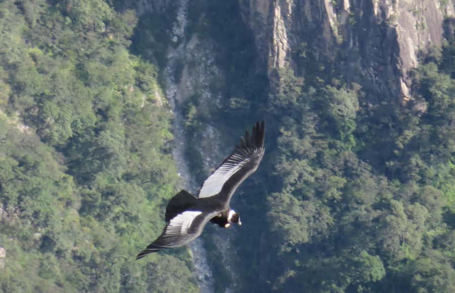 From Arequipa: Full Day Tour of Colca Canyon with Meals - Key highlights at a glance