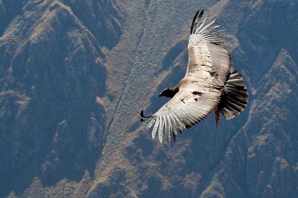 From Arequipa: Full Day Tour of Colca Canyon with Meals - Price and value: what $27 does and doesn’t cover