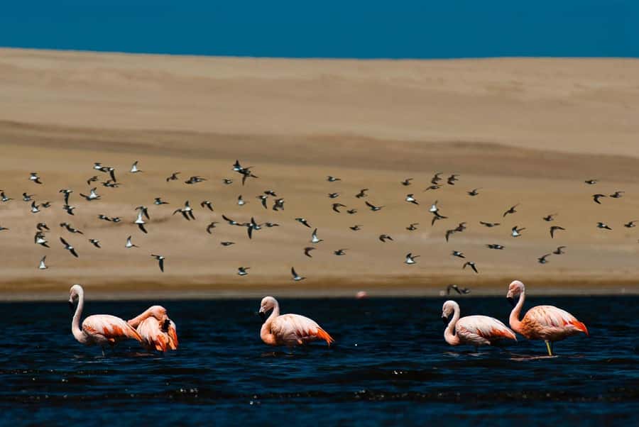 From Arequipa: Salinas Lagoon Full-Day Trip with Hot Springs - Price and value: what $49 buys you (and what it doesn’t)