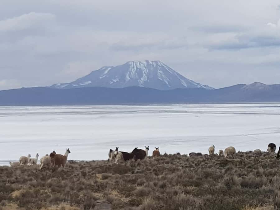 From Arequipa: Salinas Lagoon Full-Day Trip with Hot Springs - From Arequipa to Chiguata: the day starts with altitude and angles