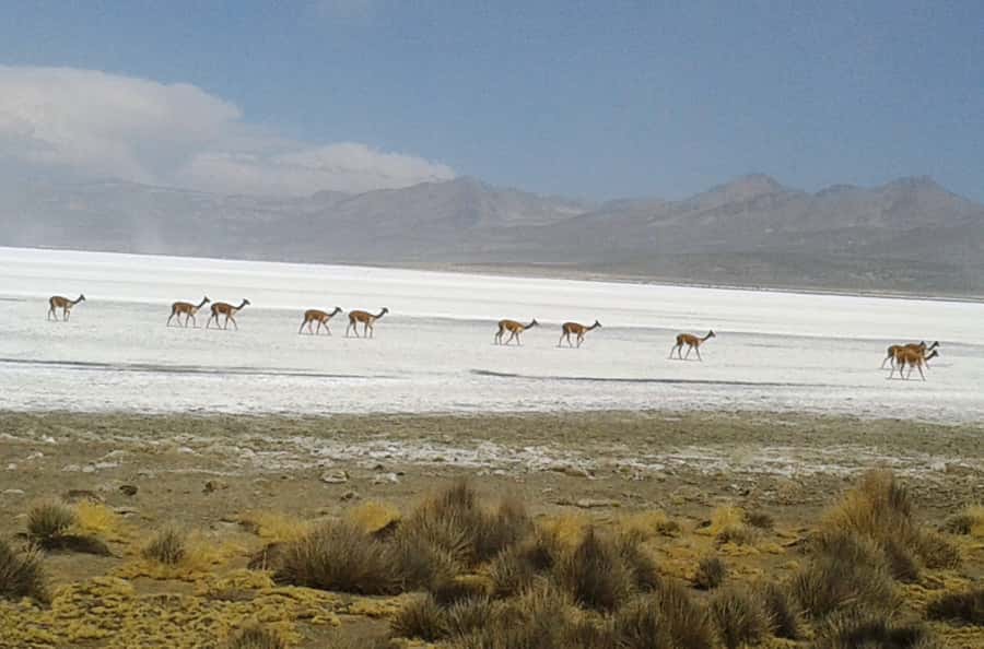 From Arequipa: Salinas Lagoon Full-Day Trip with Hot Springs - Alto Simbral (~4200 m): plant spotting with an altitude reality check