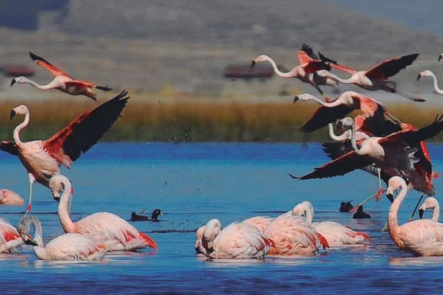 From Arequipa: Salinas Lagoon Full-Day Trip with Hot Springs - Lojen Hot Springs and a mini volcano: warm relief after the cold altitude