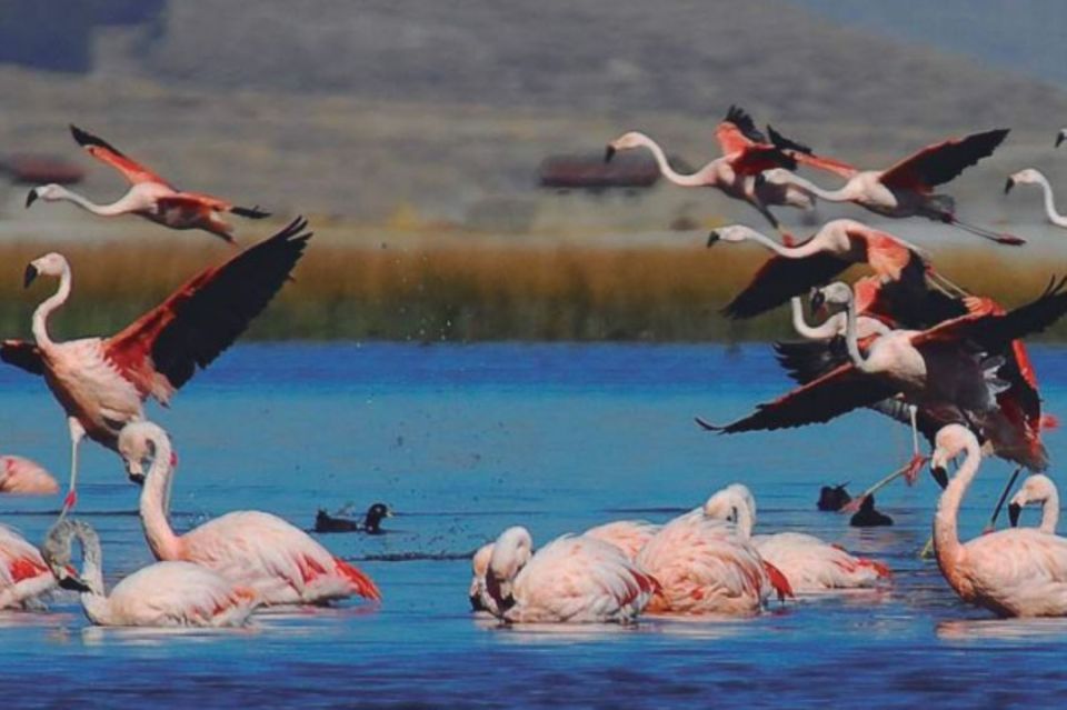 From Arequipa: Salinas Lagoon Full-Day Trip with Hot Springs - Lunch back in Chiguata: fuel up before heading home