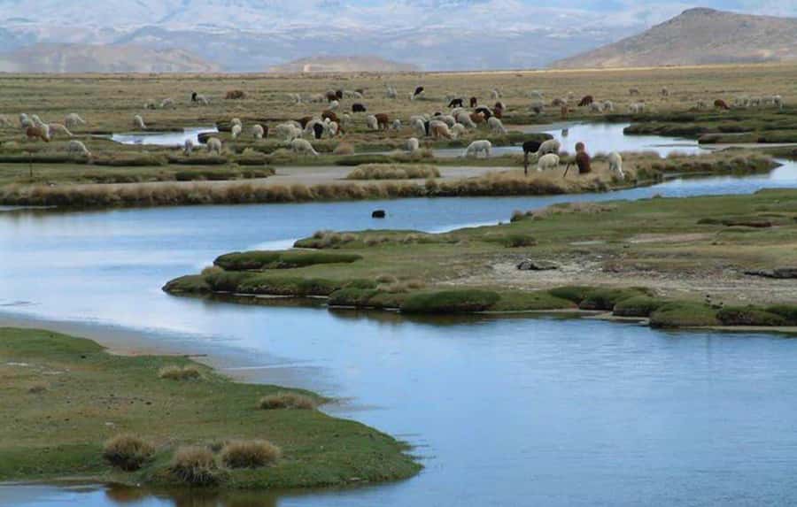 From Arequipa: Salinas Lagoon Full-Day Trip with Hot Springs - Getting back to Arequipa near Plaza de Armas