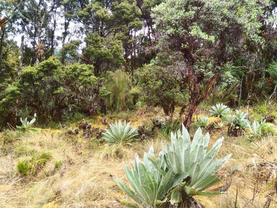 From Bogotá: Chingaza National Park Eco Tour - The Rincón del Oso Trail Hike: Moderate Walk, Big-Andes Feel