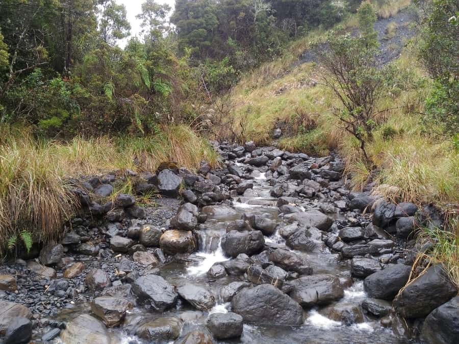 From Bogotá: Chingaza National Park Eco Tour - Wildlife and Flora: What You Should Aim For (and What You Should Not Promise)