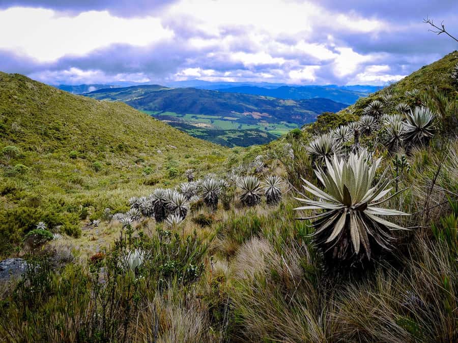 From Bogotá: Chingaza National Park Eco Tour - Chingaza National Park: Páramo Country With Indigenous Roots