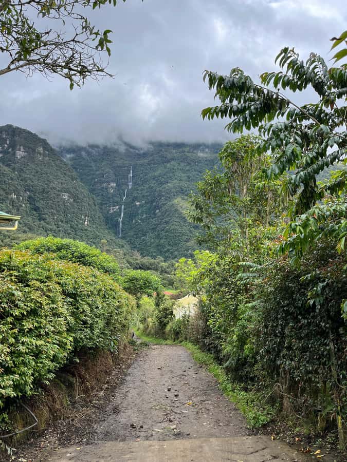 FROM BOGOTA: Tour to La Chorrera, Colombia's highest waterfall. - The 3-Hour Guided Hike: Trails, Wildlife Viewing, and the Pace You Need