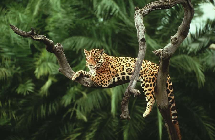 From Buenos Aires: 3-Day Iguazu Falls Tour with Airfare - Brazil Side First: What You’ll Do in the Jungle Park