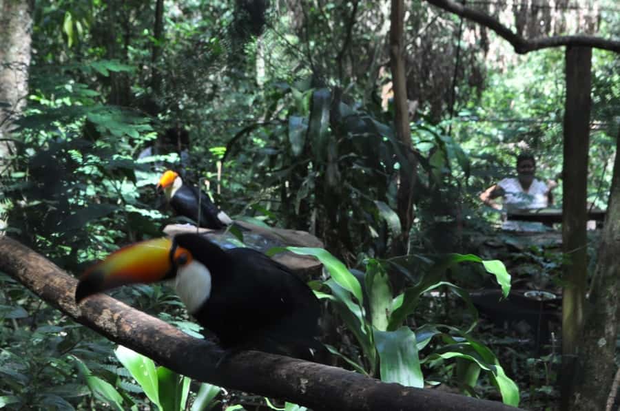 From Buenos Aires: 3-Day Iguazu Falls Tour with Airfare - Price and What You Actually Get for $550