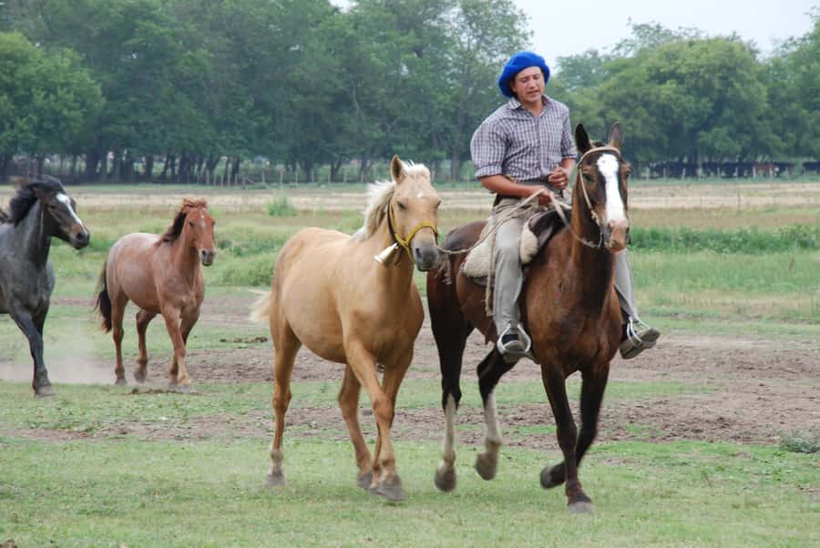 From Buenos Aires: Estancia Don Silvano Tour with Lunch. - The gaucho show: dances, carriages, and Creole skills