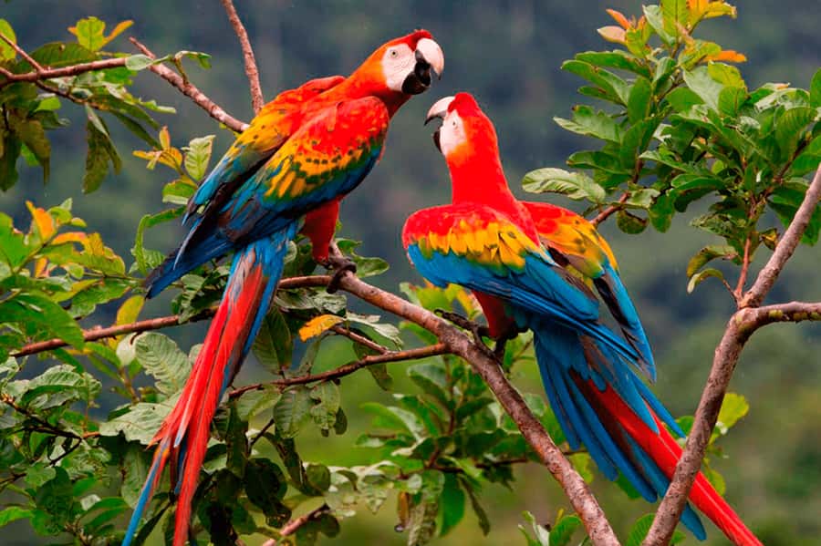 From Cusco: 4-Day Manu National Park Guided Tour - What you’ll love most (quick hits)