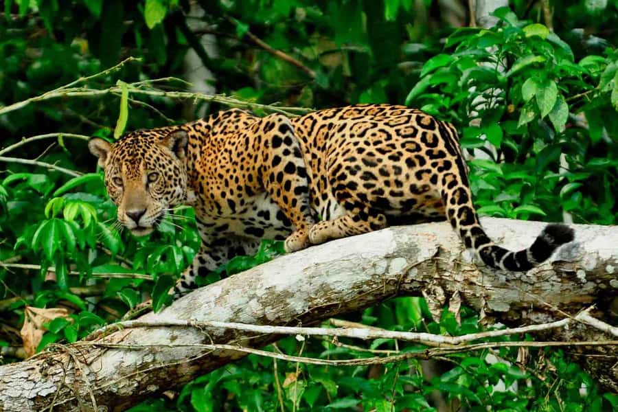 From Cusco: 4-Day Manu National Park Guided Tour - Day 3: Parrots at the clay lick, hikes through forest, and Machuwasi Lake by raft