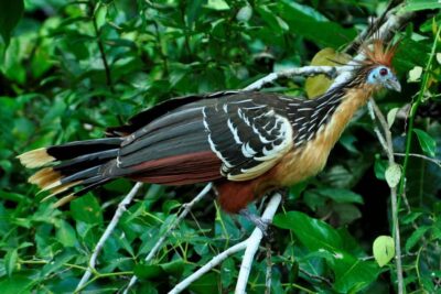 From Cusco: 4-Day Manu National Park Guided Tour - Day 2: Pilcopata to Puerto Atalaya, coca fields, and riverbird time