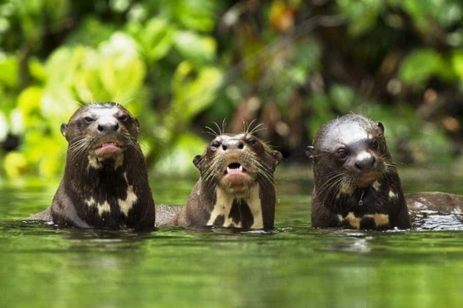 From Cusco: 4-Day Manu National Park Guided Tour - Should you book this Manu National Park tour?