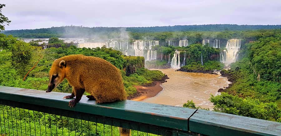From Foz do Iguaçu: Brazilian Side of the Falls with Ticket - First Look at the Brazilian Side: Why This Route Feels Different