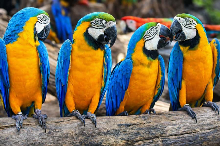 From Iquitos: 3-Day Amazon Jungle Adventure Trip - Day 1: Port of Nanay boat ride, eco-butterfly farm, and a night search party