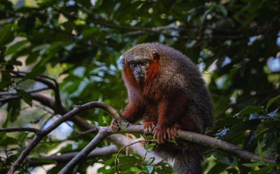 From Iquitos: Full day tour in the Peruvian jungle - FAQ