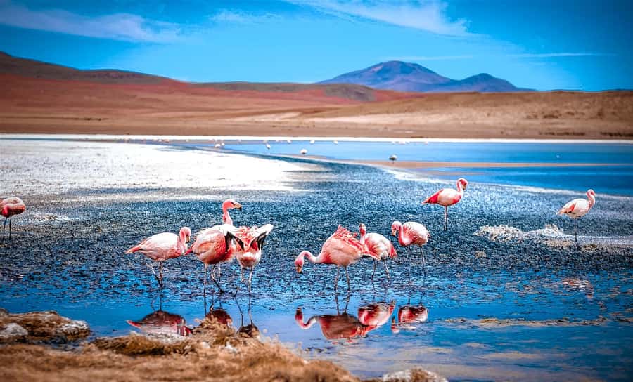 From La Paz: 4-Day Trip to San Pedro de Atacama w/Salt Flats - La Paz to Uyuni: the night bus that sets the pace