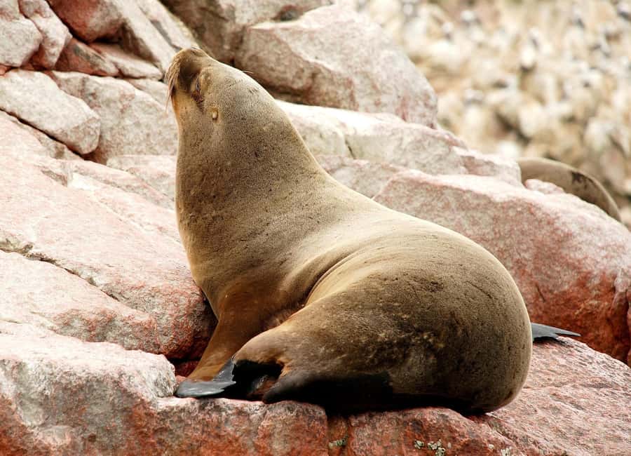 From Lima: Ballestas Islands and Huacachina Sunset Day Trip - From Paracas to Ica: The Rhythm Shift and the Lunch Window