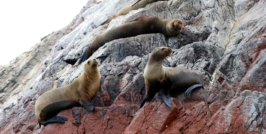 From Lima: Ballestas Islands and Huacachina Sunset Day Trip - Price and Value: What $65 Covers and What You’ll Pay Extra
