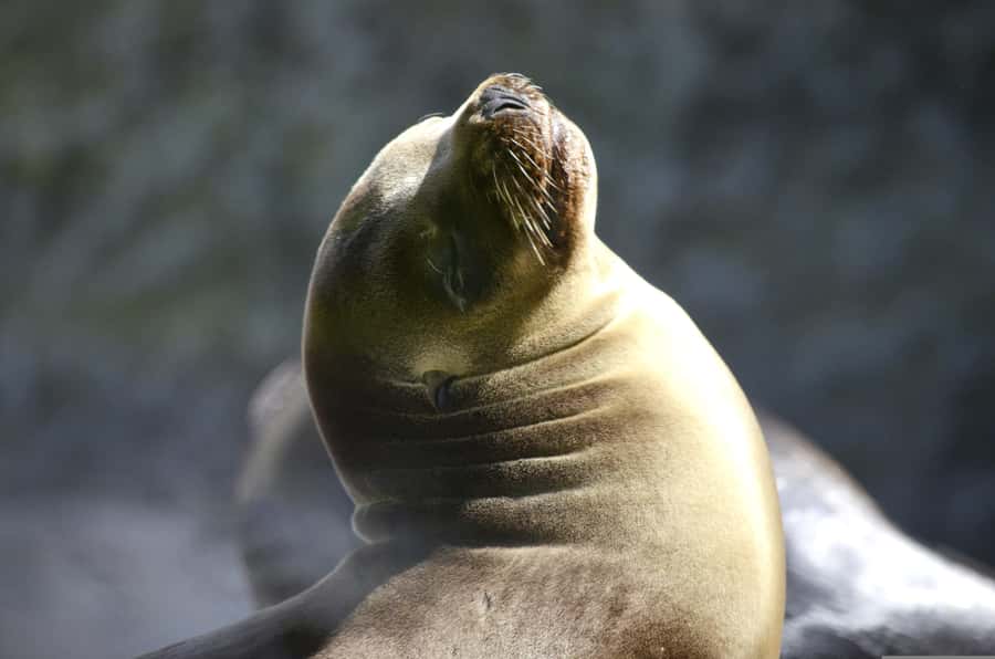 From Lima: Full Day to Paracas and Huacachina Desert Oasis - El Chaco and the Islas Ballestas Boat Cruise: Wildlife Time