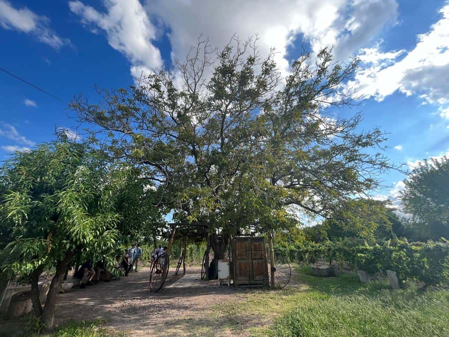 From Mendoza: 3 Wineries, Olive Oil Factory Tour & Tasting - Key highlights worth your attention