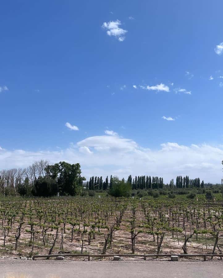 From Mendoza: 3 Wineries, Olive Oil Factory Tour & Tasting - The 3 wineries in Maipú: tasting across styles, not just checking a box