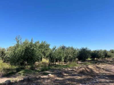From Mendoza: 3 Wineries, Olive Oil Factory Tour & Tasting - Pickup in Mendoza city: expect a little waiting, then enjoy the ride